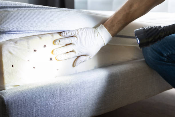 Wasp Removal Services in Ransom Canyon, TX